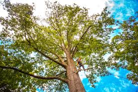 Trusted La Vale, MD  Tree Services Experts